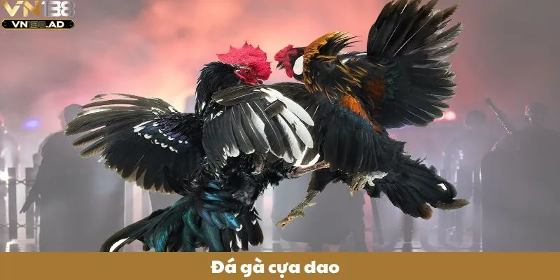 Đá Gà Cựa Dao – Bí Kíp Chốt Kèo Chọi Gà Chuẩn Cho Người Mới 1 Đá Gà Cựa Dao