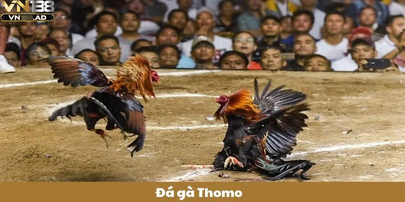 Đá Gà Thomo – Điểm Đến Của Những Sư Kê Chuyên Nghiệp 1 Đá Gà Thomo – Điểm Đến Của Những Sư Kê Chuyên Nghiệp