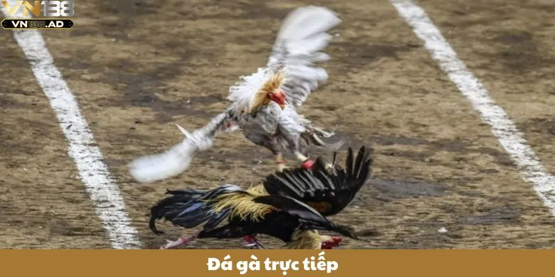 Đá Gà Trực Tiếp
