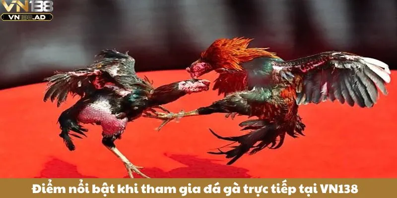 Điểm nổi bật khi tham gia đá gà trực tiếp tại VN138