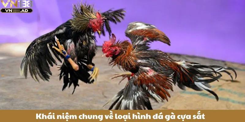 Đá Gà Cựa Sắt - Môn Thể Thao Kịch Tính Thu Hút Người Hâm Mộ 2 Khái niệm chung về loại hình đá gà cựa sắt