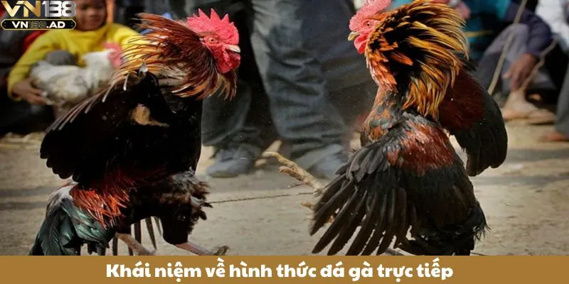 Khái niệm về hình thức đá gà trực tiếp