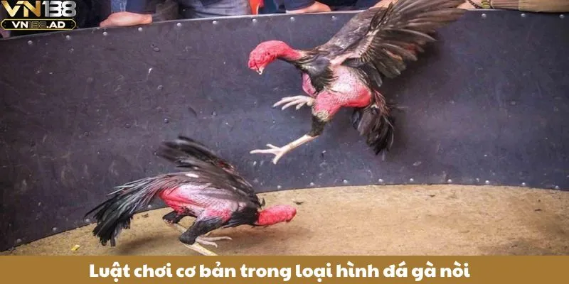 Đá Gà Nòi: 3+ Mẹo Chọn Giống Gà Nòi Đá Hay Từ Cao Thủ 3 Luật chơi cơ bản trong loại hình đá gà nòi