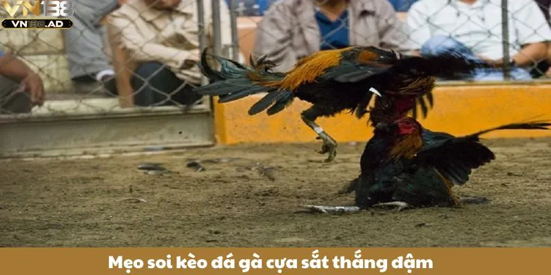 Đá Gà Cựa Sắt - Môn Thể Thao Kịch Tính Thu Hút Người Hâm Mộ 4 Mẹo soi kèo đá gà cựa sắt thắng đậm