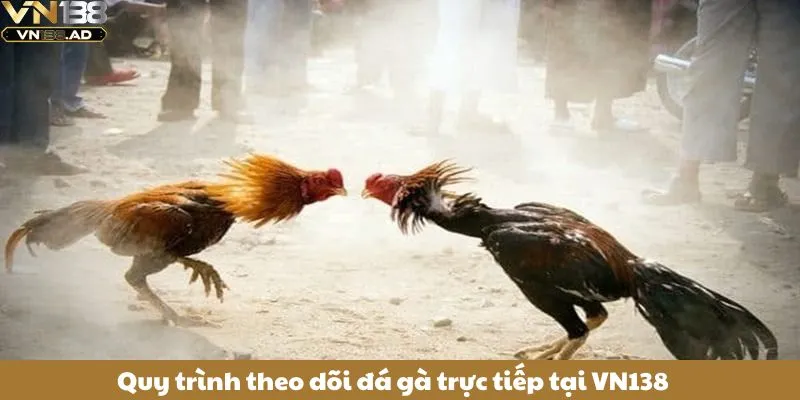 Quy trình theo dõi đá gà trực tiếp tại VN138
