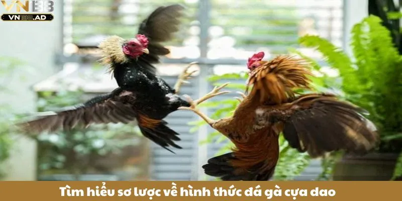 Đá Gà Cựa Dao – Bí Kíp Chốt Kèo Chọi Gà Chuẩn Cho Người Mới 2 Tìm hiểu sơ lược về hình thức đá gà cựa dao